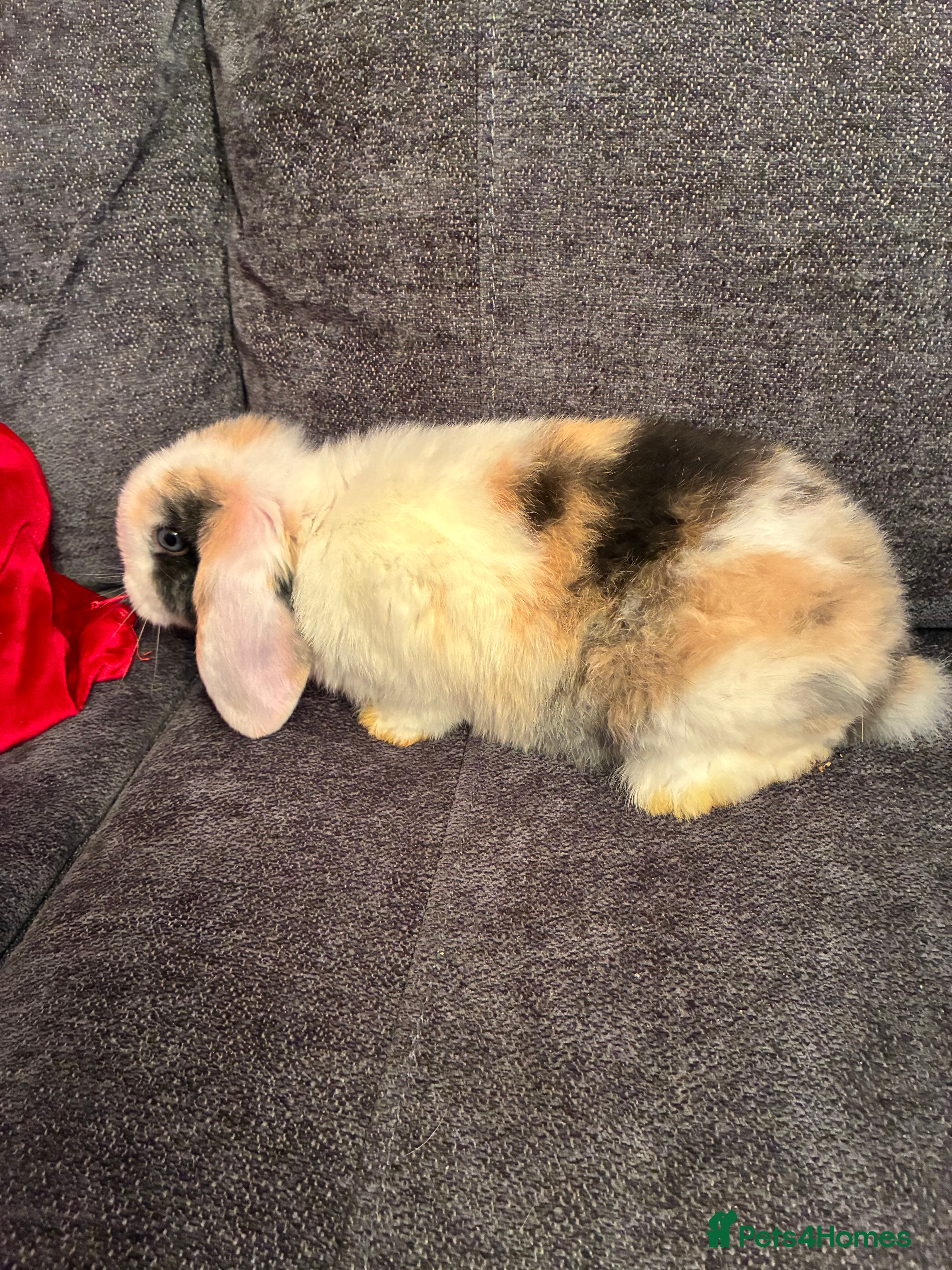 Mini Lop rabbits Mini lops for sale - Advert 9