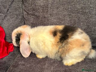 Mini Lop rabbits Mini lops - Advert 17