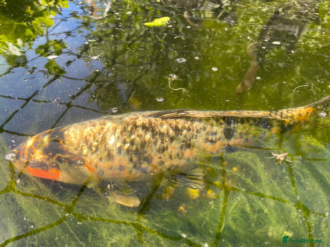 Koi Carp fish for sale: Koi carp and Ghost Koi - very latge - Image 6
