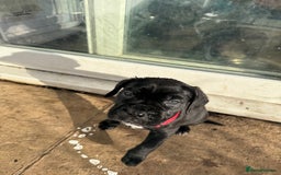 Cane Corso dogs for sale: Pure cane corso puppies  - Advert 4