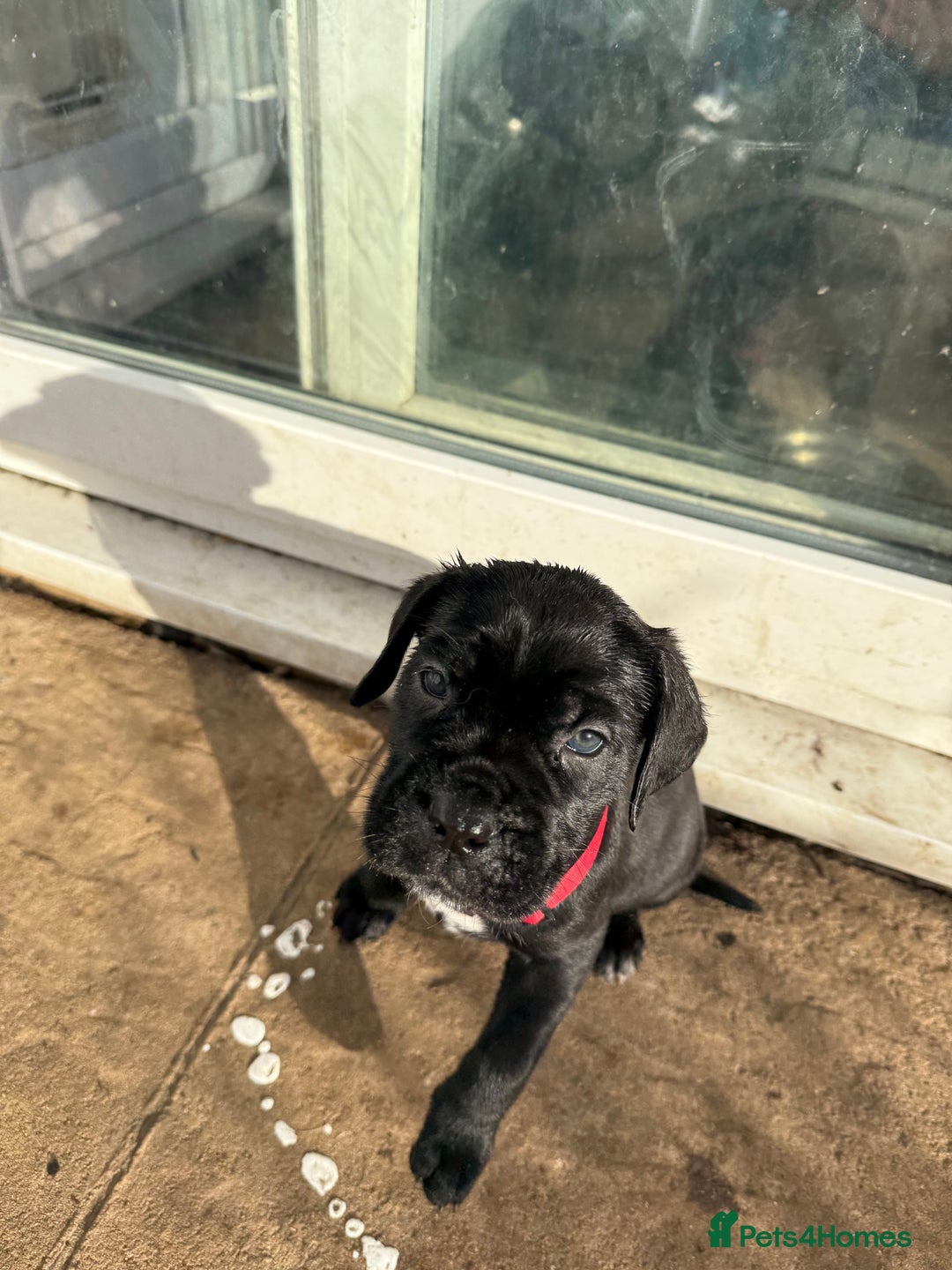 Cane Corso dogs for sale: Pure cane corso puppies  - Advert 4
