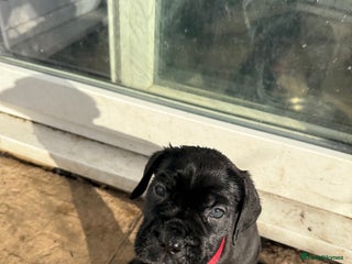 Cane Corso dogs 4 pups left x3 girls and x1 boy ready now - Advert 3