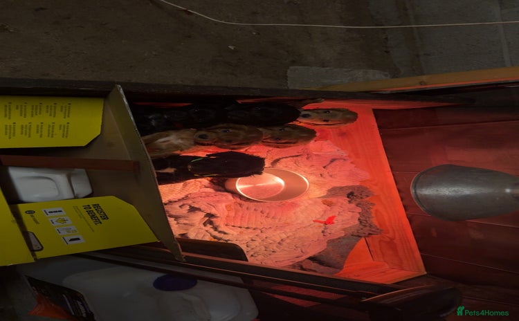 Cocker Spaniel dogs - Advert 1