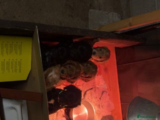 Cocker Spaniel dogs - Advert 2