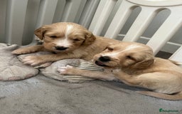 Mixed Breed dogs for sale: Beautiful Golden Cockapoo Retrieve puppies - Image 2