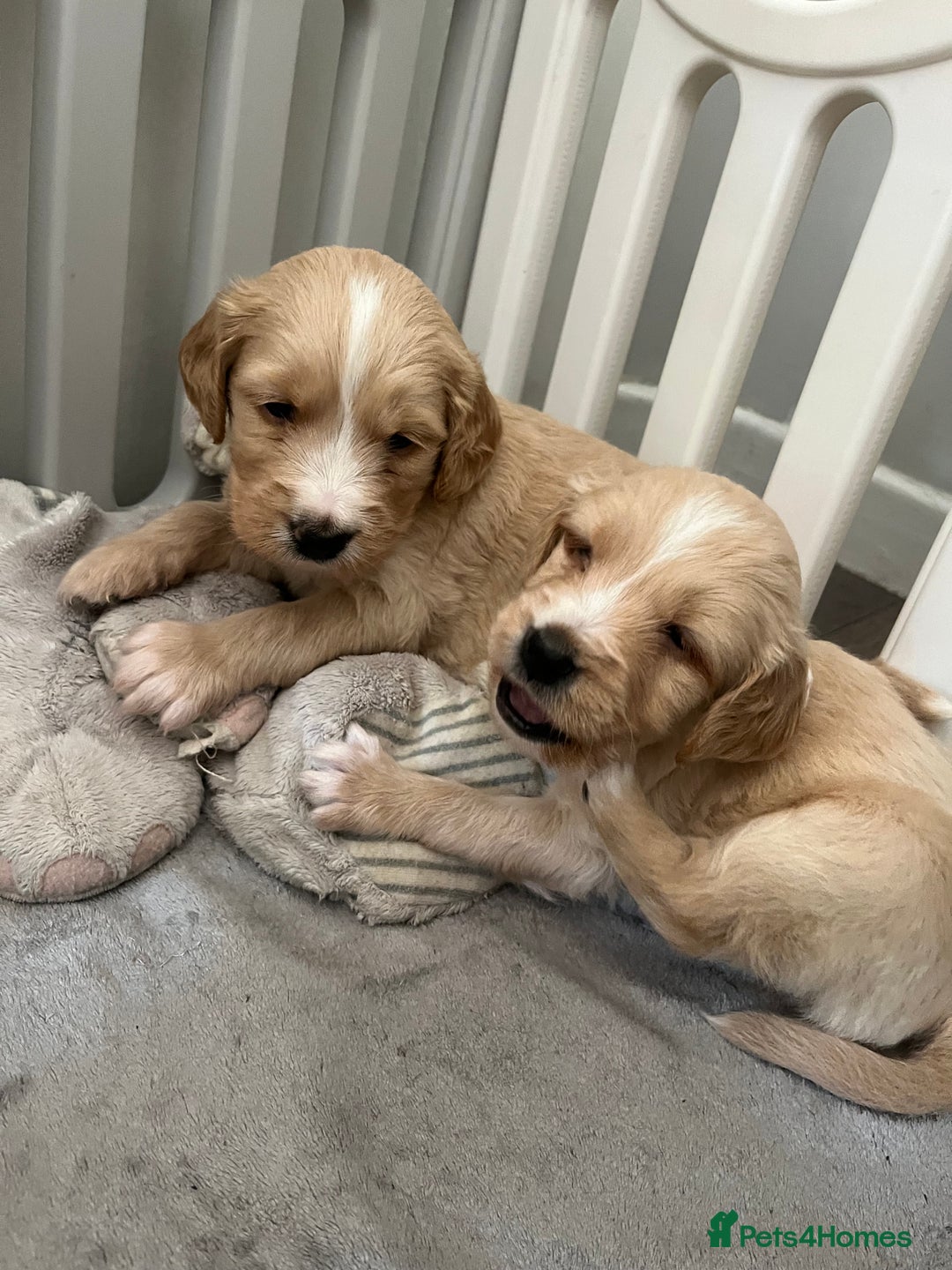 Mixed Breed dogs for sale: Beautiful Golden Cockapoo Retrieve puppies - Image 2