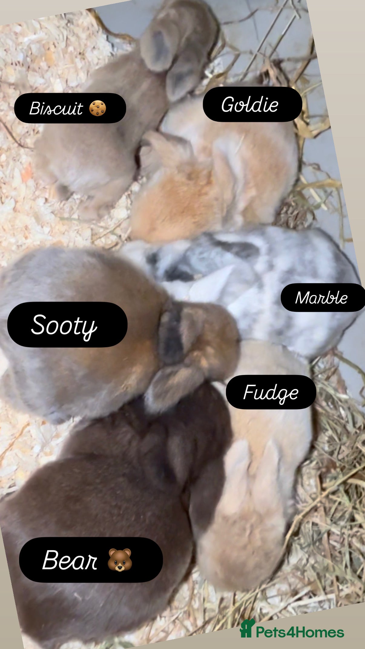 Mini Lop rabbits Gorgeous Mini Lops  - Advert 1