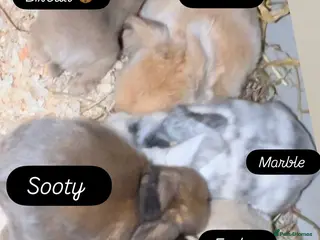 Mini Lop rabbits Gorgeous Mini Lops - Advert 1