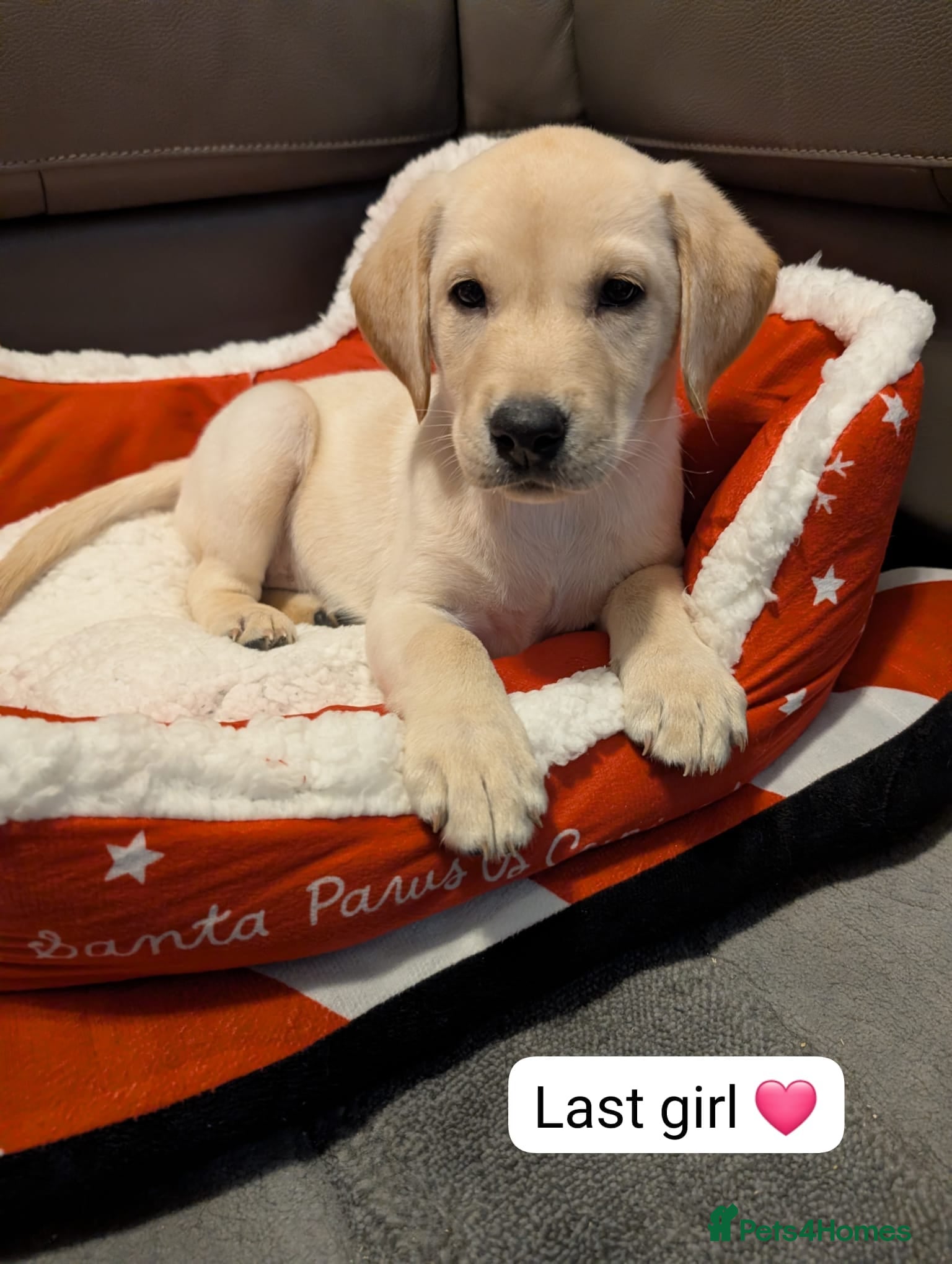 Labrador Retriever dogs Last 1 Beautiful Labrador puppy x1 girl - Advert 7