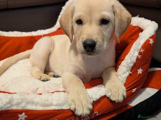 Labrador Retriever dogs Last 1 Beautiful Labrador puppy x1 girl - Advert 6