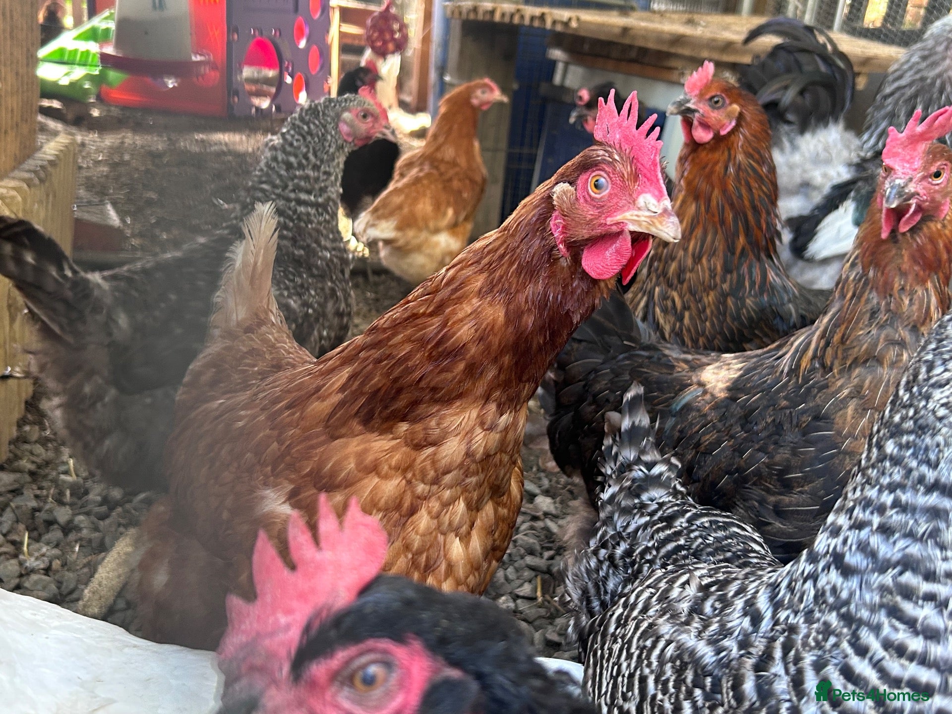 Chickens poultry Laying hybrids and pure breads - Advert 15