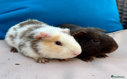 Guinea Pig rodents for sale: Baby guinea pigs and skinny pigs for sale.  - Image 4