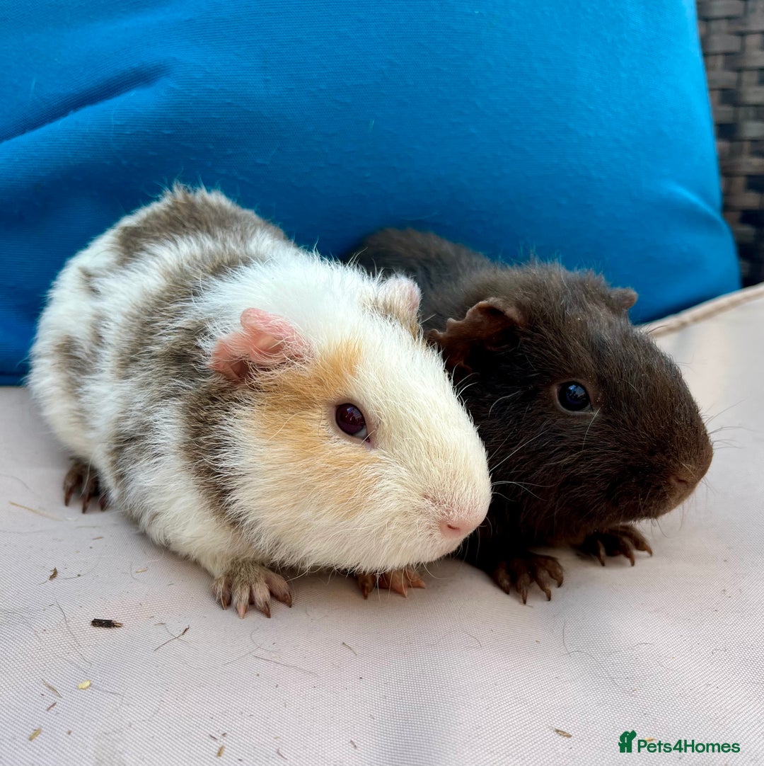 Guinea Pig rodents for sale: Baby guinea pigs and skinny pigs for sale.  - Image 4