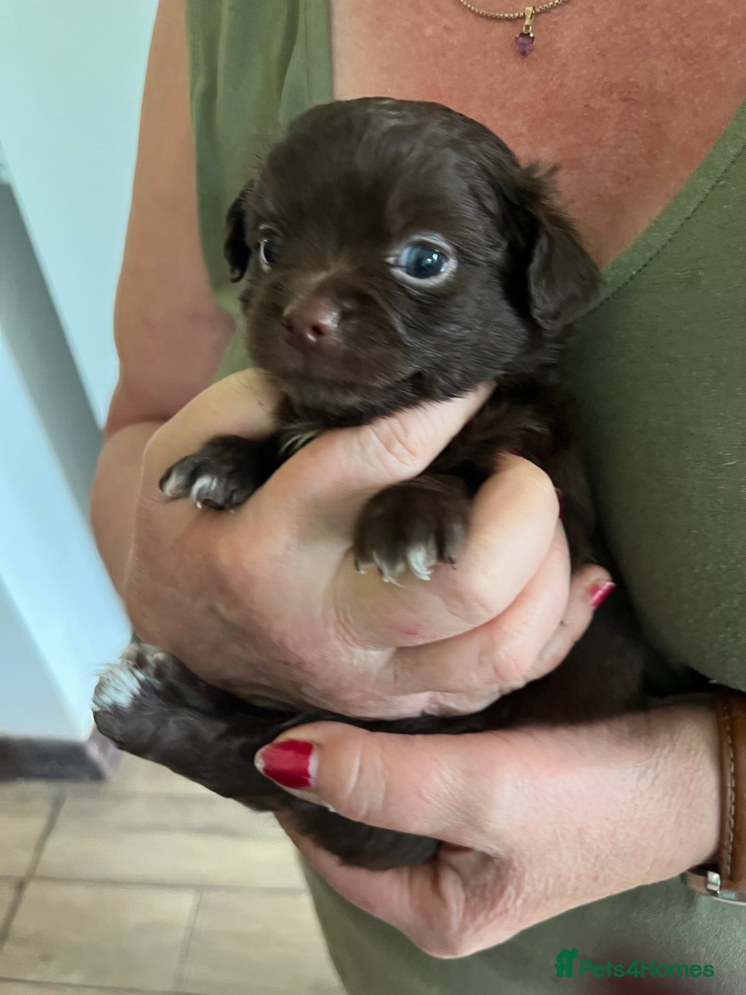 Chihuahua dogs for sale: Rare chocolate chihuahua puppies - Image 16