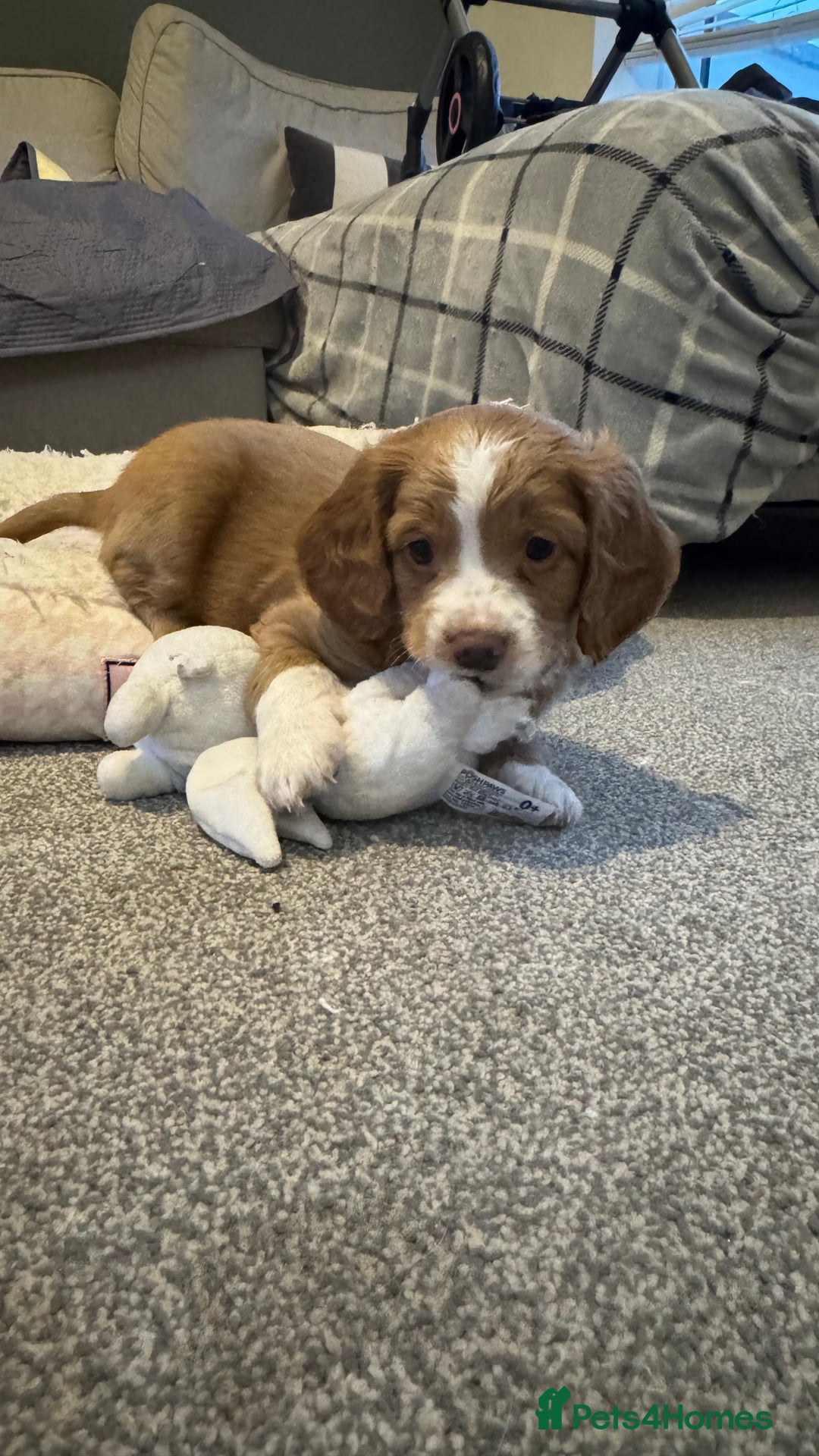 Cockapoo dogs for sale: Cockapoo x pups - Image 5