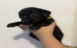 Labrador Retriever dogs for sale: Labrador puppies  - Image 8