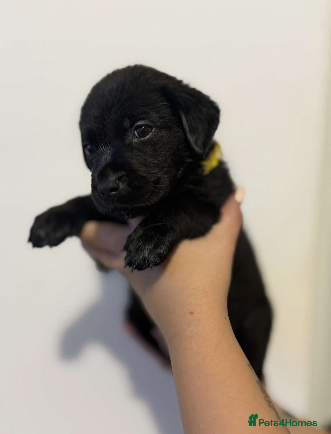 Labrador Retriever dogs for sale: Labrador puppies  - Image 8