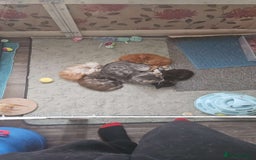 Maine Coon cats for sale: Planned summer babies looking for forever homes - Image 20