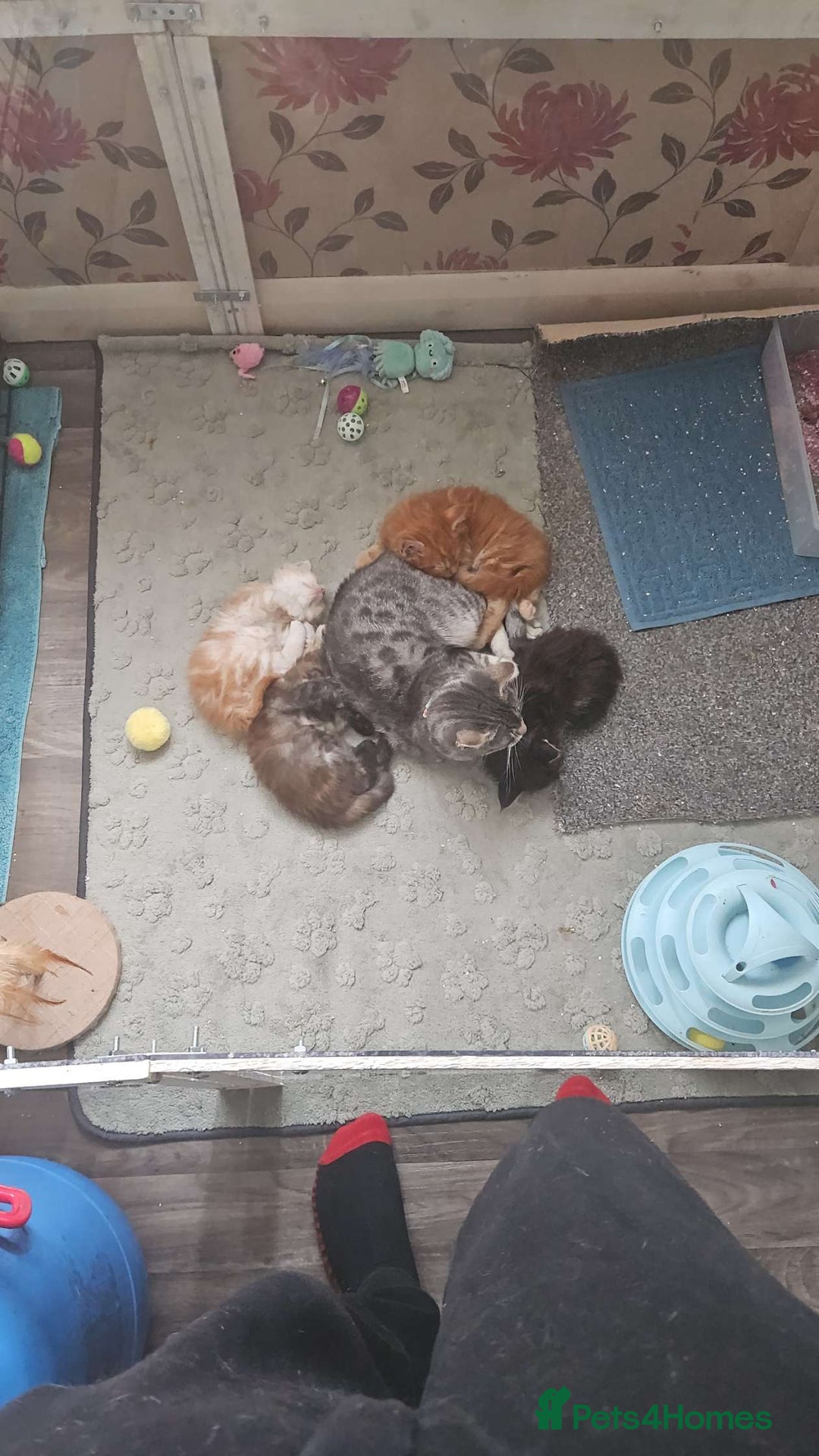 Maine Coon cats for sale: Planned summer babies looking for forever homes - Image 20