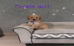 Cavachon dogs for sale: Beautiful Cavapoochon puppies 🥰 - Image 2