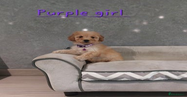 Cavachon dogs - Advert 2