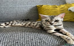 Bengal cats for sale: Stunning 2 YO Bengal Girl Looking for Forever Home - Image 3