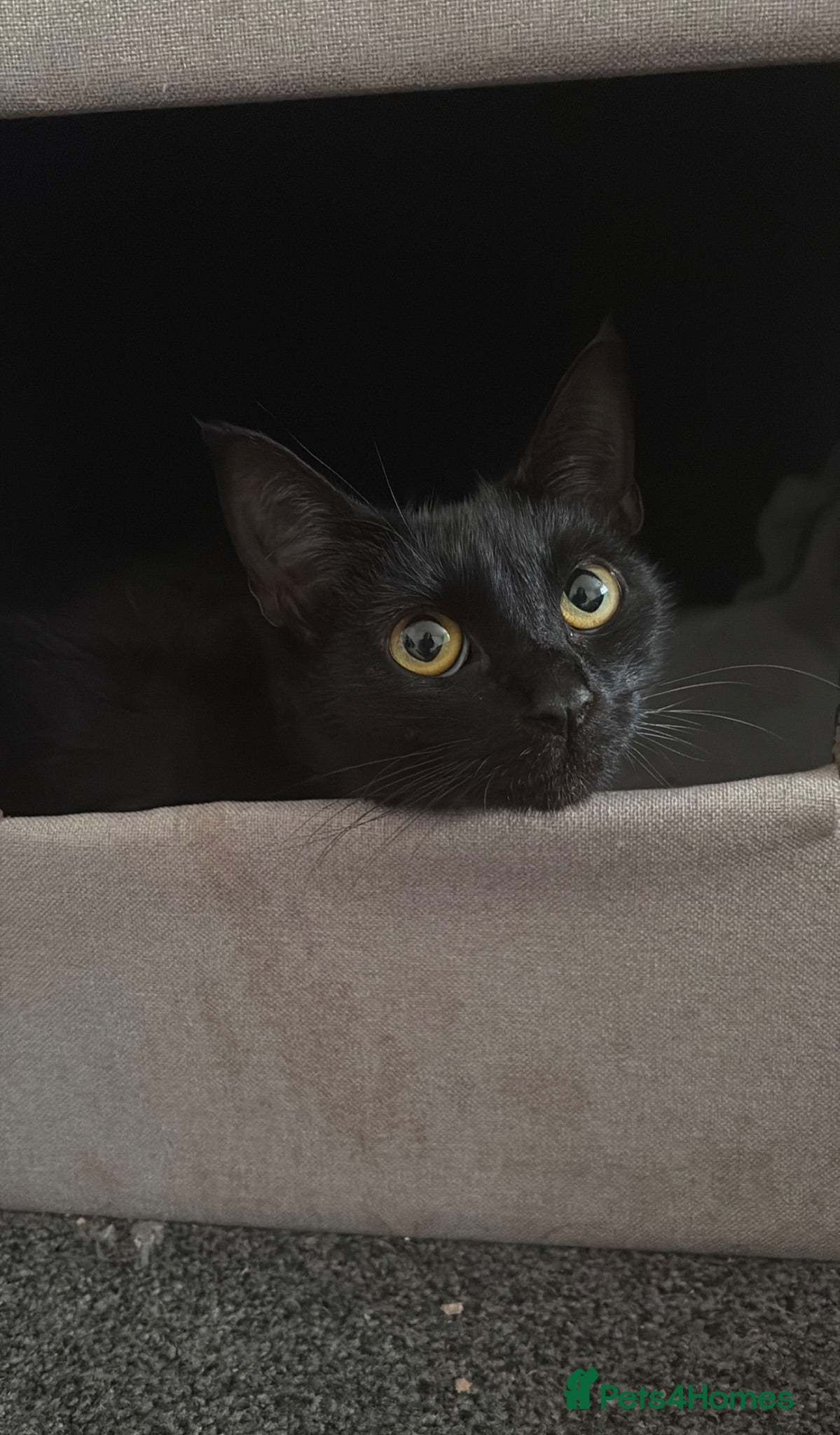 Mixed Breed cats Kittens - Advert 3