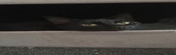 Mixed Breed cats for sale: Kittens - Advert 1