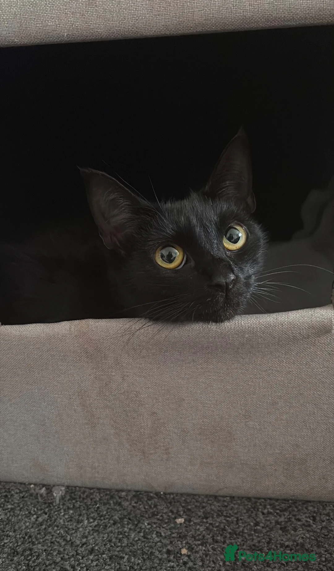 Mixed Breed cats for sale: Kittens - Advert 1