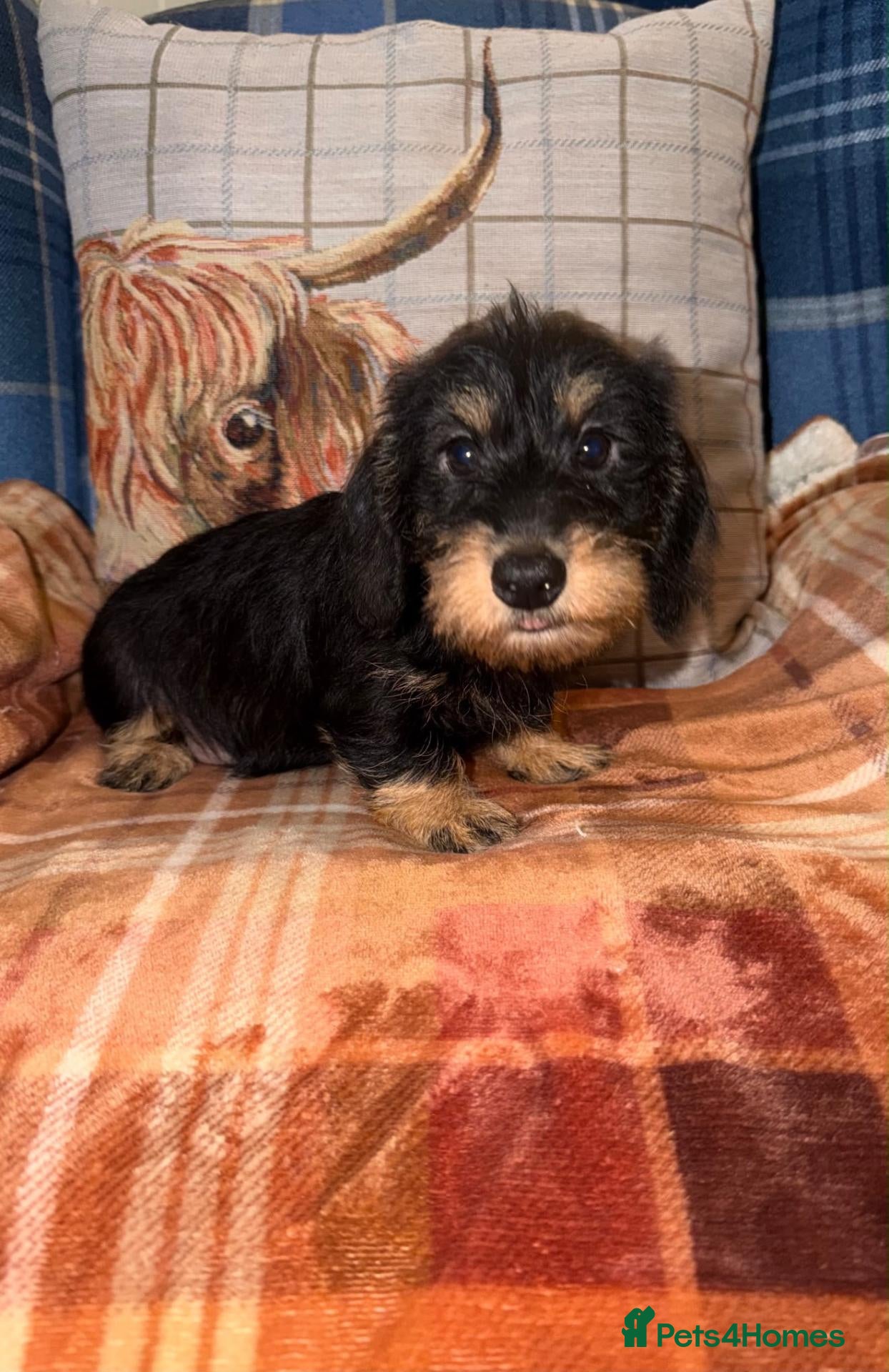 Miniature Dachshund dogs 💙Stunning Mini Wire Haired Boys 💙 - Advert 2