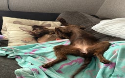 English Springer Spaniel dogs for sale: Female springer spaniel  - Image 2