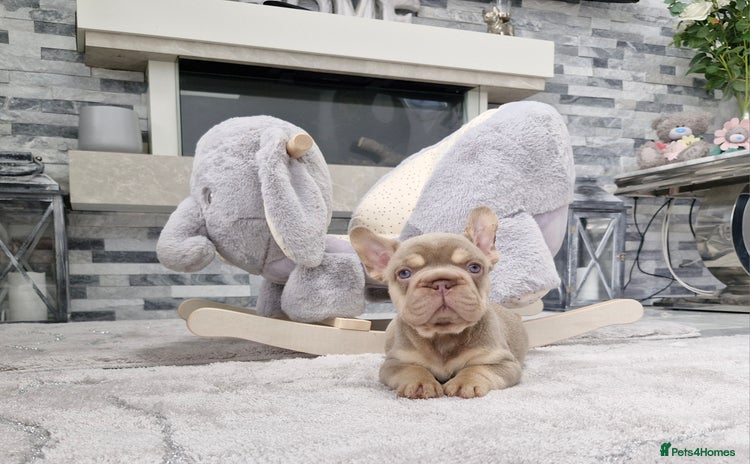 French Bulldog dogs - Advert 3