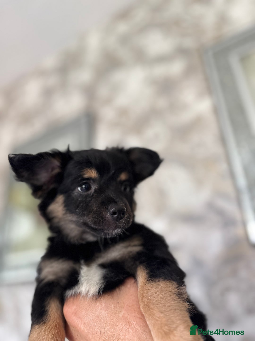 Chihuahua dogs for sale: Chihuahua x Italian volpino (5 puppies left ) 🏆 - Image 25