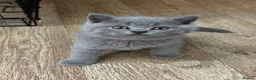 British Shorthair cats for sale: REDUCED GCCF active, 5 gen championship BSH - Advert 16
