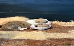 Welsh Corgi Pembroke dogs for sale: Top Pembrokeshire corgis fab Health & temprement  - Image 7