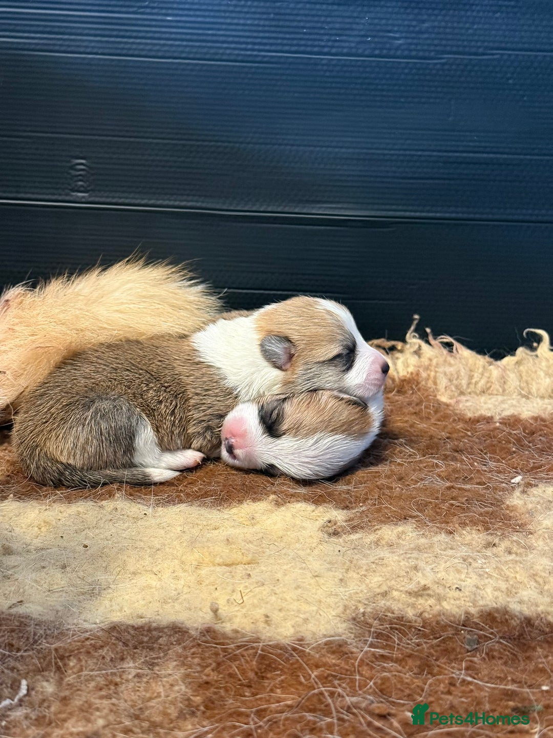 Welsh Corgi Pembroke dogs for sale: Top Pembrokeshire corgis fab Health & temprement  - Image 7