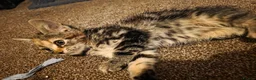 Mixed Breed cats for sale: Tabby kittens  - Advert 3