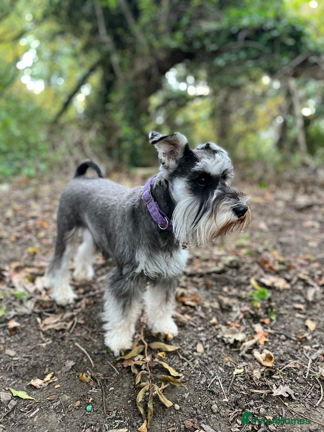 Miniature Schnauzer dogs for sale: 🖤 Stunning black boy schnauzer 🖤 - Advert 7
