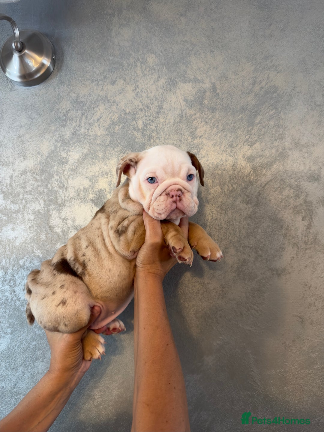 English Bulldog dogs for sale: **REDUCED **READY TO LEAVE CHUNKY ENGLISH BULLDOG - Image 4
