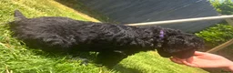 Standard Poodle dogs for sale: Two Beautiful Poodle Puppies left 🩷 - Advert 28