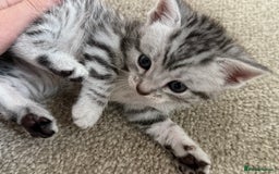 Maine Coon cats for sale: ✨2 Boys and 3 Girls Maine Coon kittens ✨🐾 - Image 27