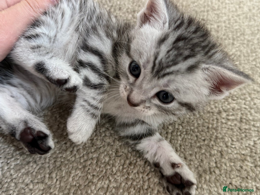 Maine Coon cats for sale: ✨2 Boys and 3 Girls Maine Coon kittens ✨🐾 - Image 27