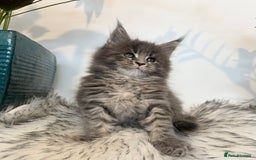 Maine Coon cats for sale: Champions - Bloodline Purebred Maine Coon Kittens  - Image 2