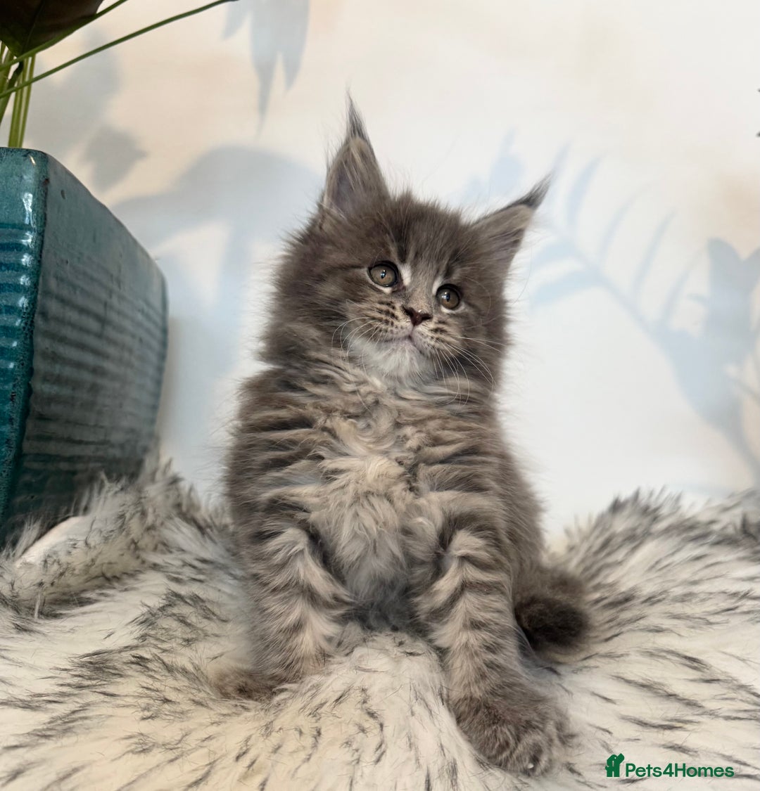 Maine Coon cats for sale: Champions - Bloodline Purebred Maine Coon Kittens  - Image 2