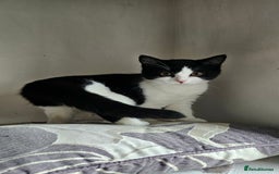 Selkirk Rex cats for sale: Adorable Selkirk Rex Kittens (Straight ) - Image 31