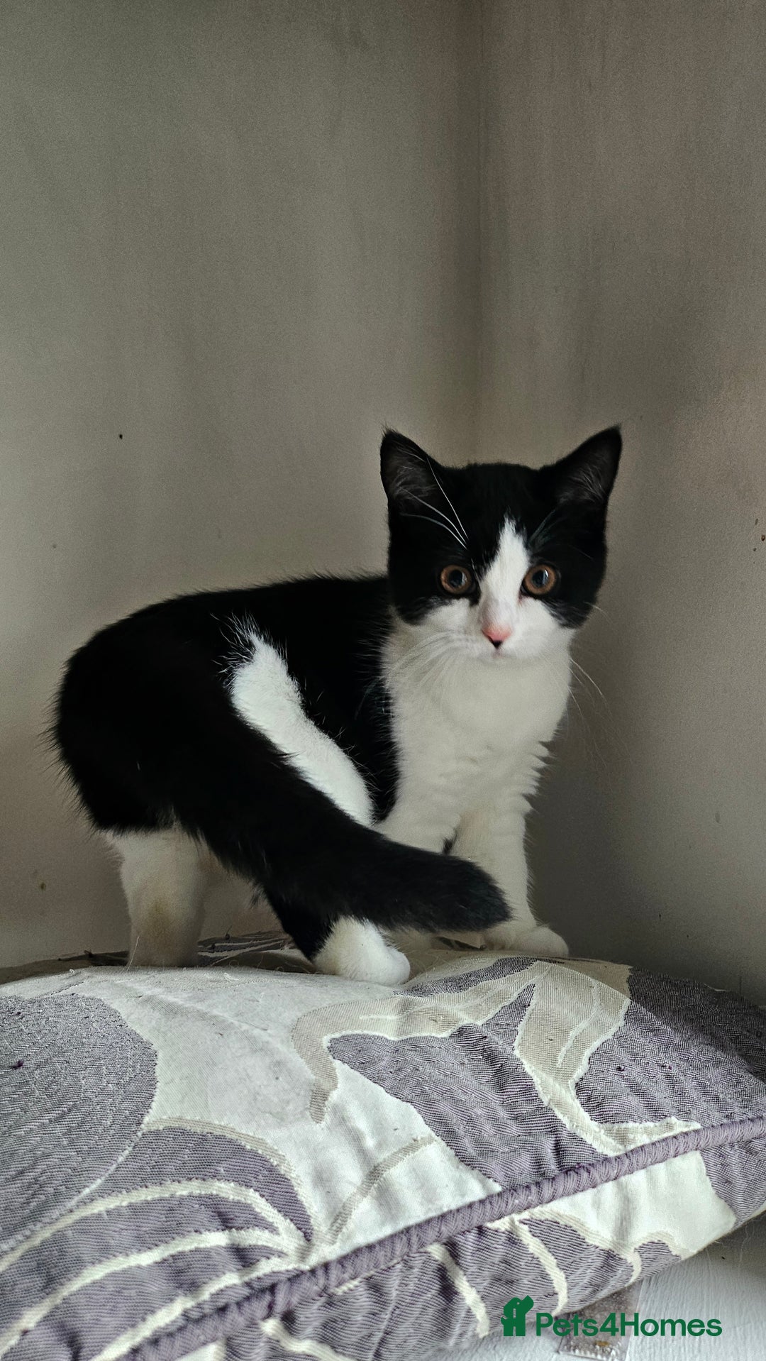 Selkirk Rex cats for sale: Adorable Selkirk Rex Kittens (Straight ) - Image 31