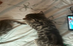 Bengal cats for sale: Pedigree bengal kittens  - Image 6