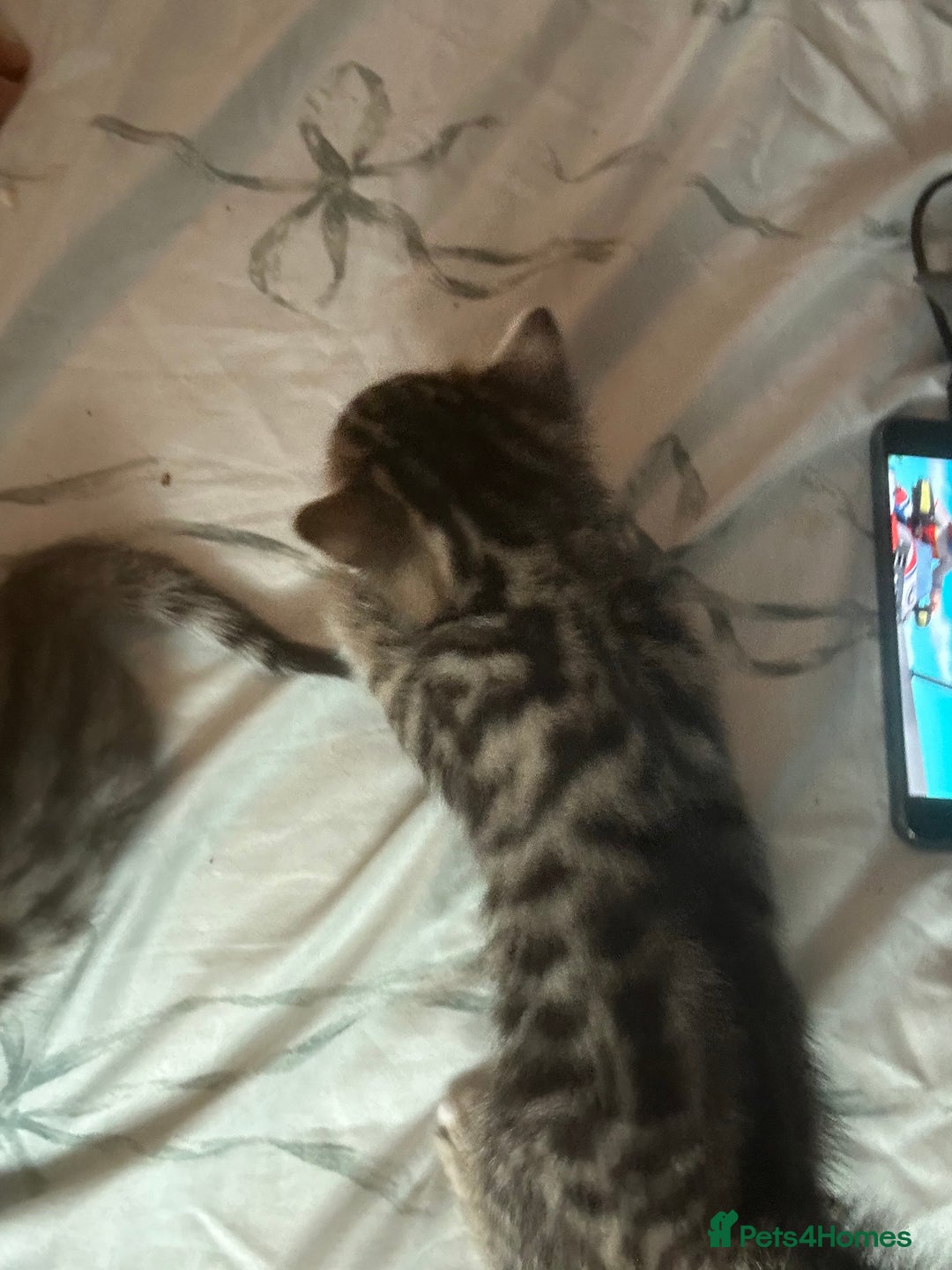 Bengal cats for sale: Pedigree bengal kittens  - Image 6