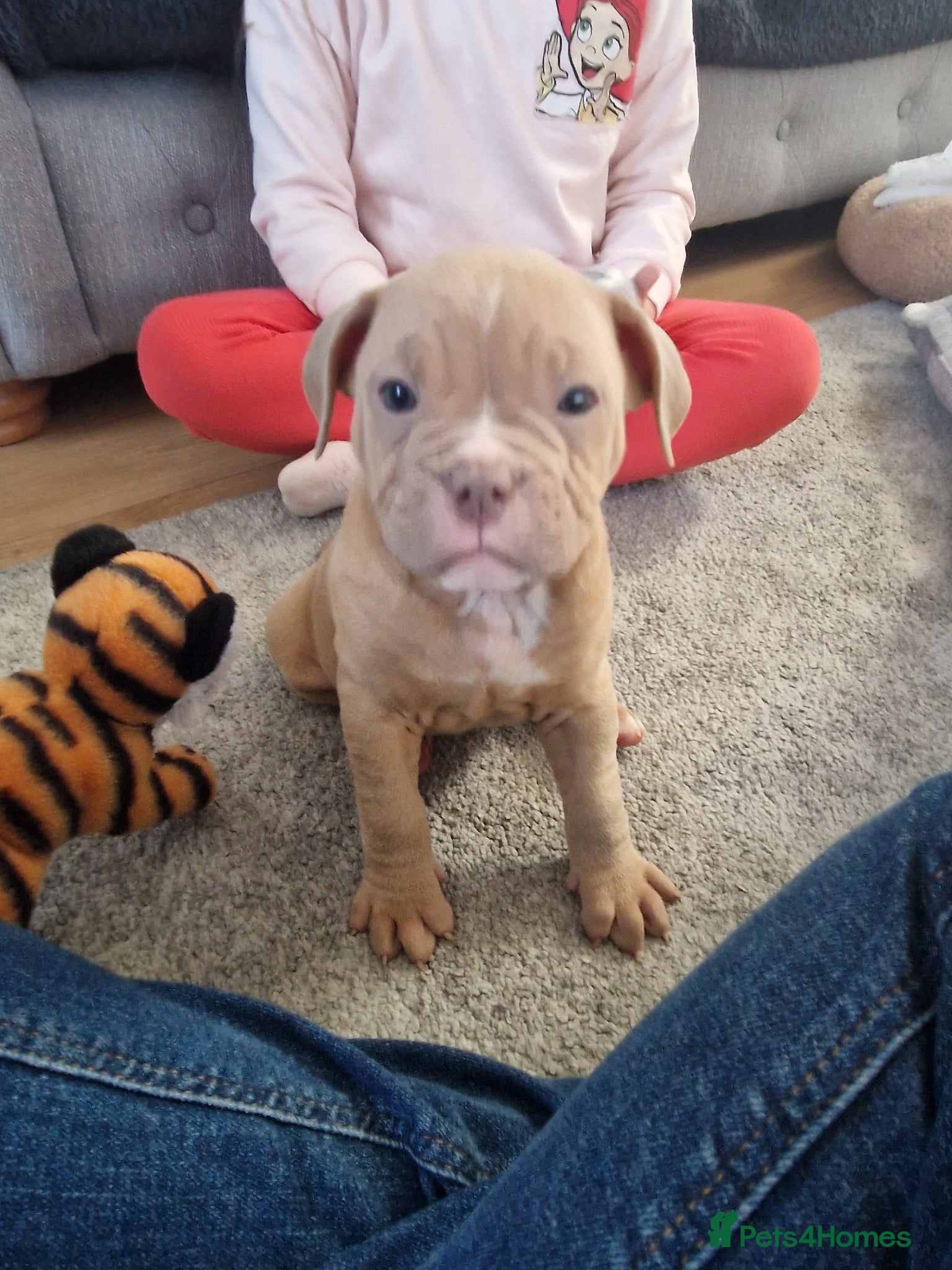 Mixed Breed dogs American bulldog mix  - Advert 1