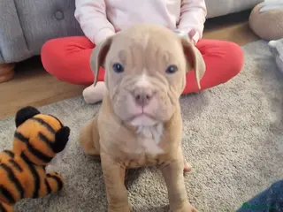 Mixed Breed dogs American bulldog mix - Advert 1